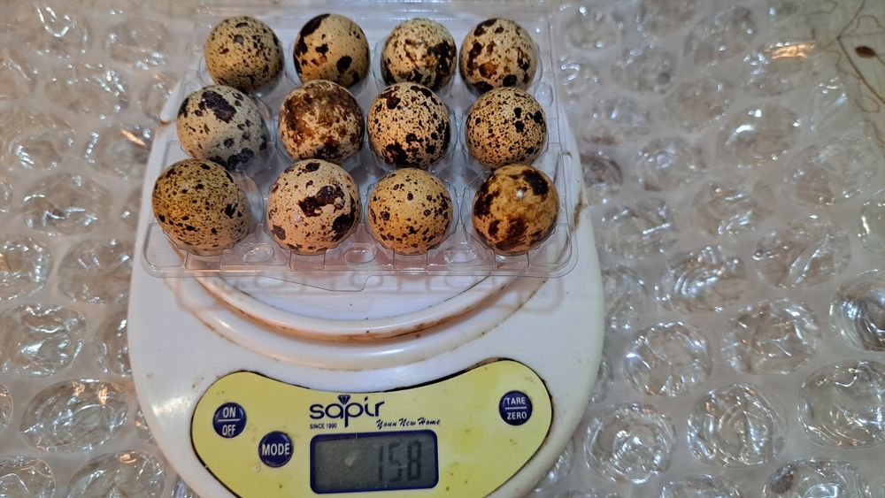 Оплодени яйца от пъдпъдъци