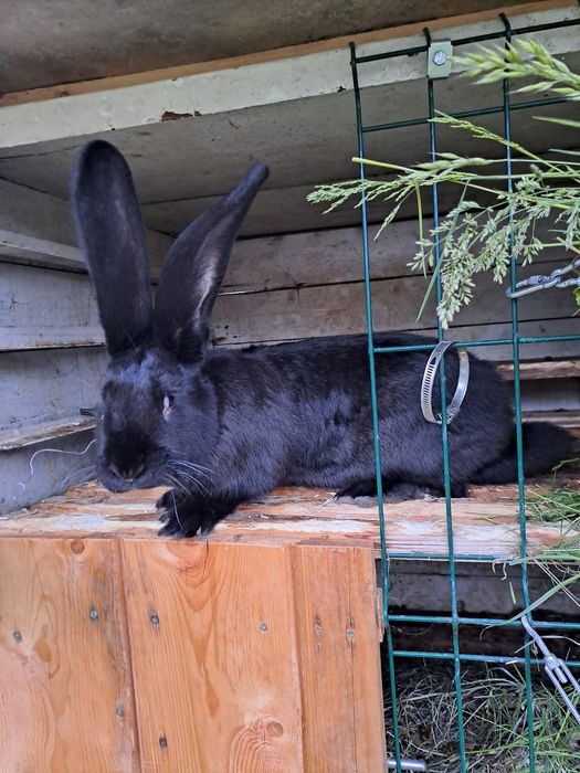 Iepuri UG pereche de 2 luni si mascul negru tatuat de 5 lunii