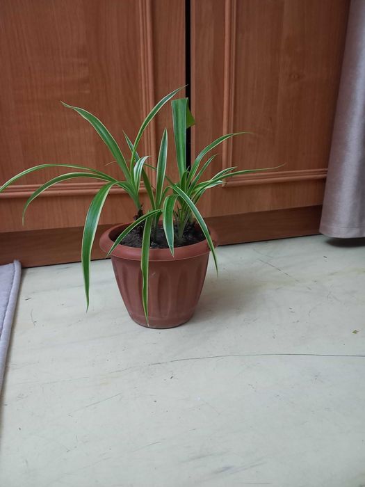 Продам комнатные цветы