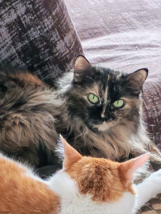 Котики  ищут дом