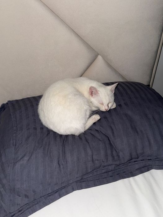 Котенок (мальчик)