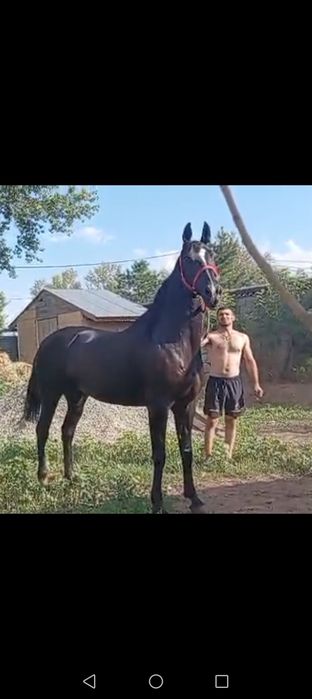 Чистокровная Племеная Кобыла