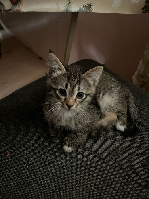отдам котят в добрые руки