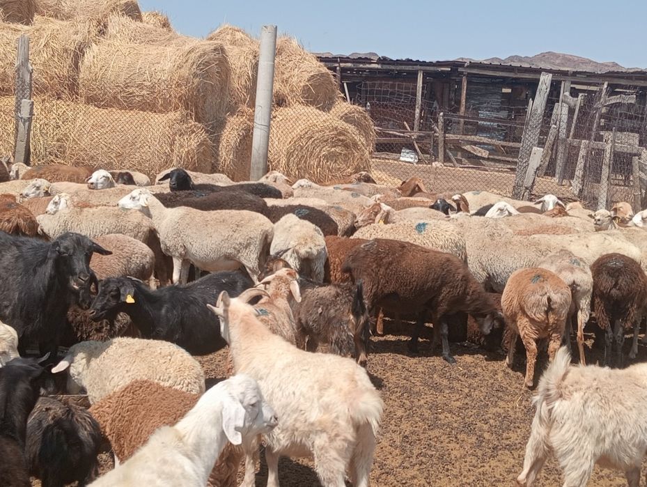 Продам баранов на курбан айт