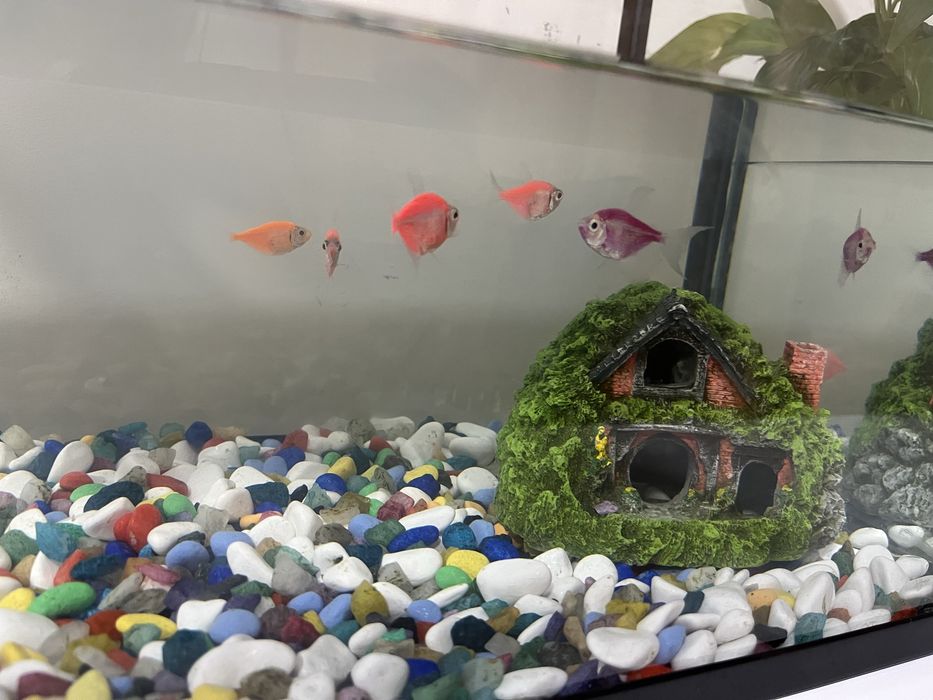 Аквариум с камушками и с рыбками