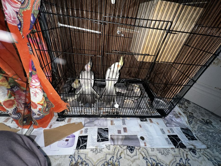 POPUGAY KARELLA. zudlik bilan sotiladi‼️‼️‼️