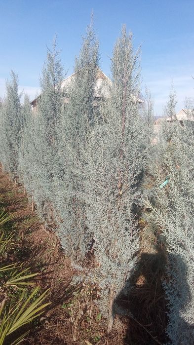 Pavlonya bor Lola darahti bor galiboy gepars bor Arizona bor