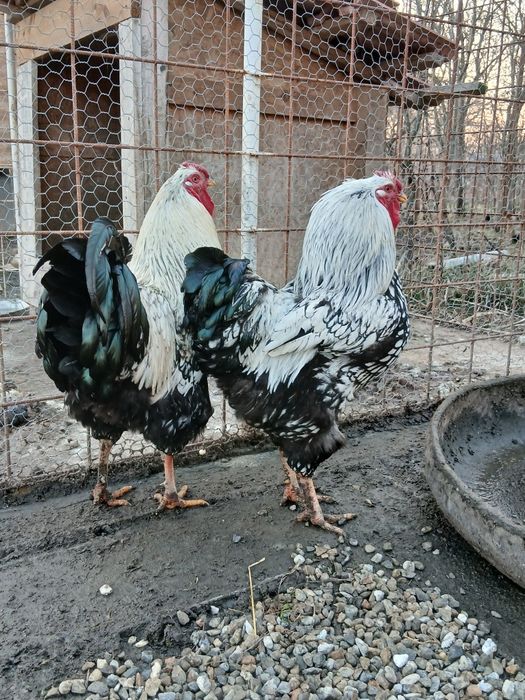 Cocosi wyandotte gri