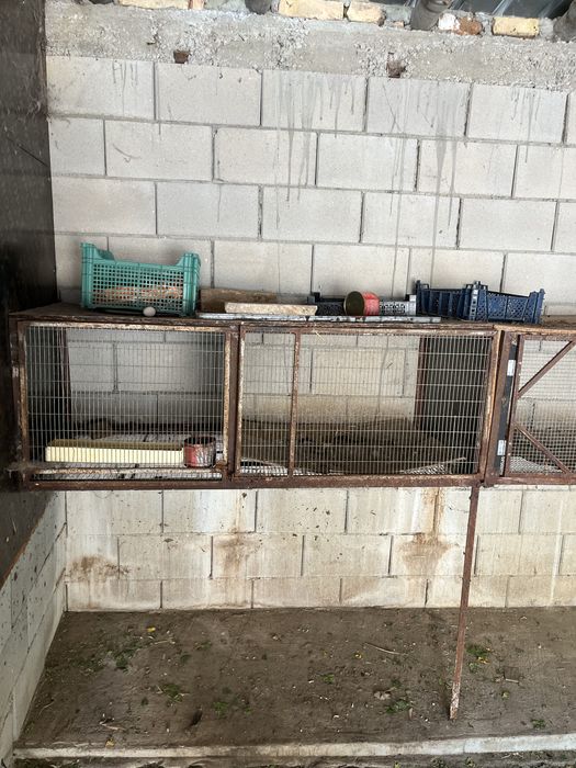 зайци за клане и разплод