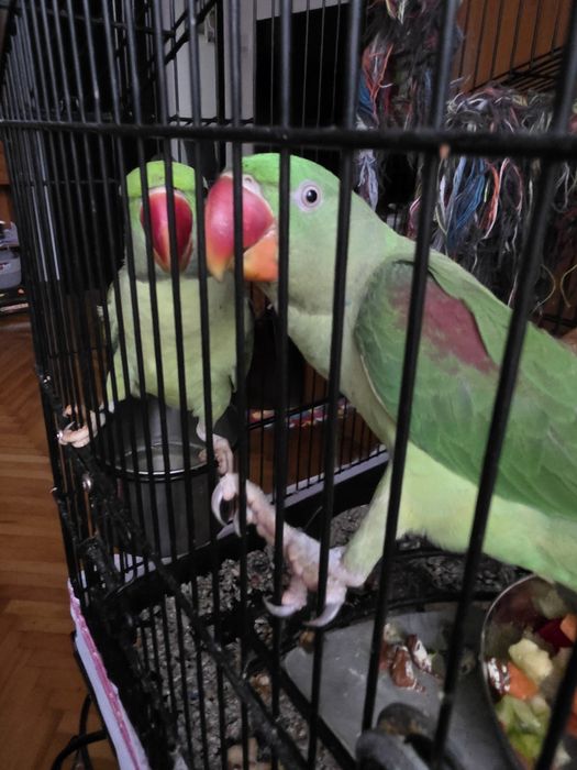 Papagali Marele Alexandru