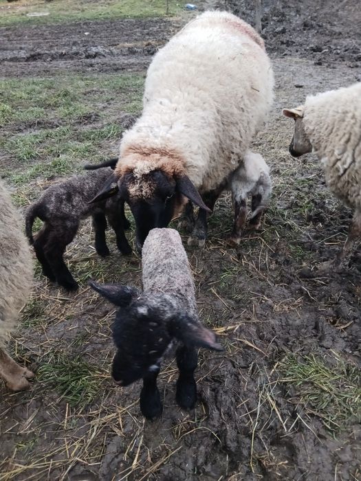 Vând miei din doi !