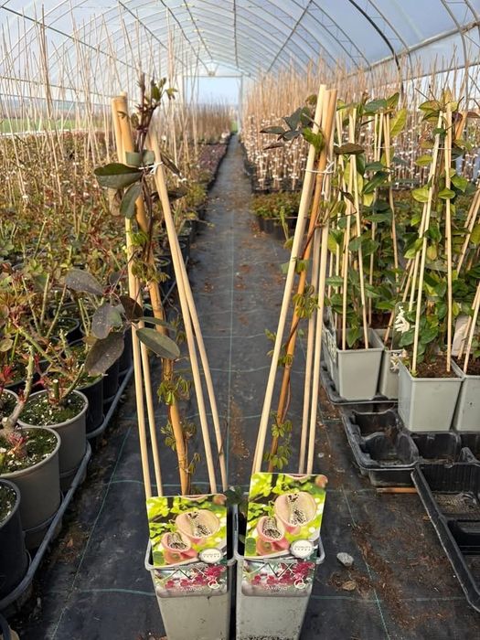 Шоколадова лоза (Akebia quinata)