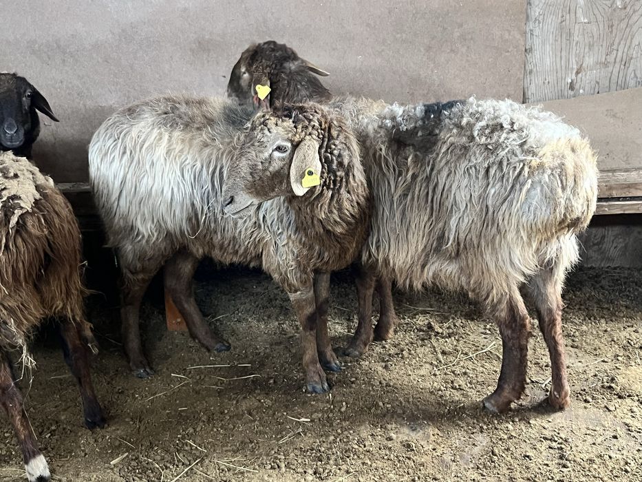 Буаз қой қысыр тоқты қой