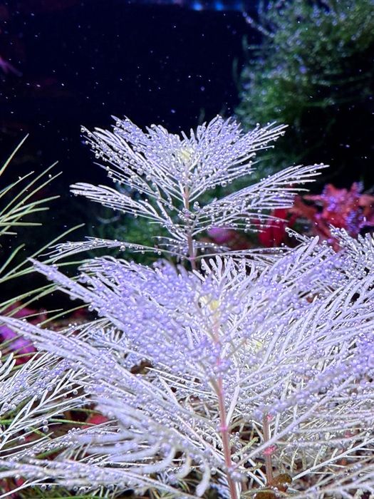 Set complet CO2,  butelie 2 Litrii, Manometru, test co2, difuz