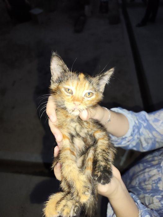 Котята домашние.