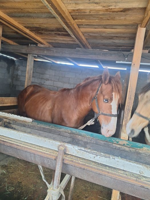 Дөнендер сатылады