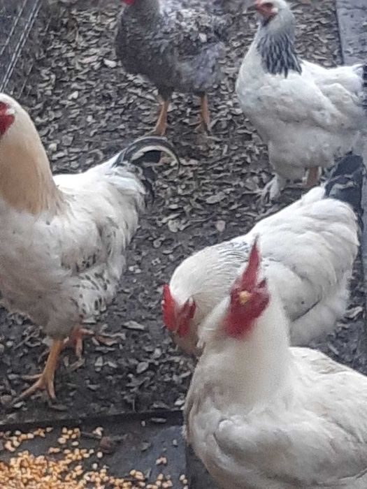 Vand sau schimb cu graunte variante,cocoși rasă tineri frumoși