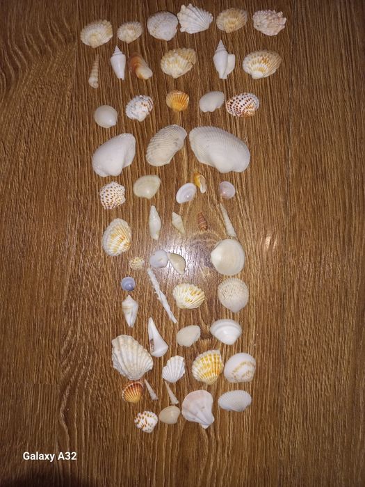 Ракушки для подарков,украшений и т.д