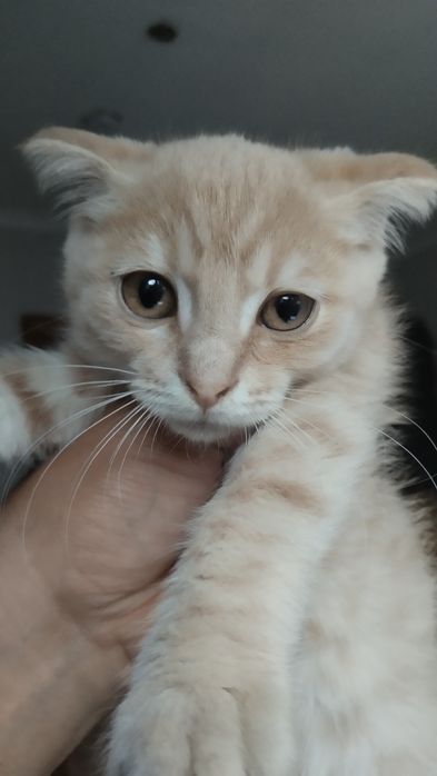 Котята вислоухие