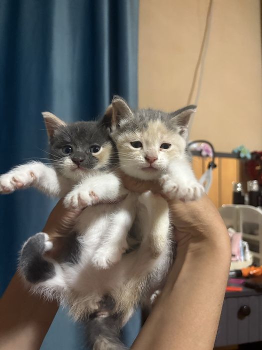 Отдаем бесплатно котят