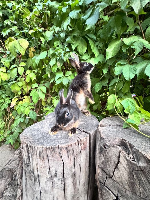 Продаются кролики  порода декоративный карликовый цветной кролик