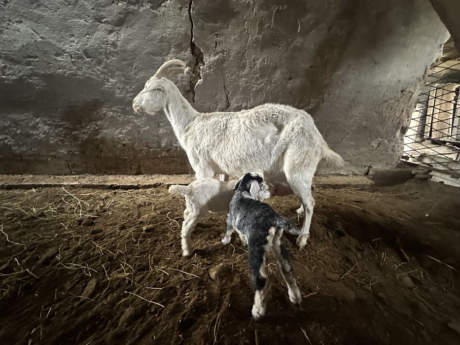 Ешкі Коза сатылады