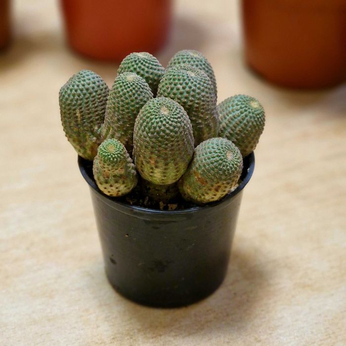 Продам кактусы, суккуленты