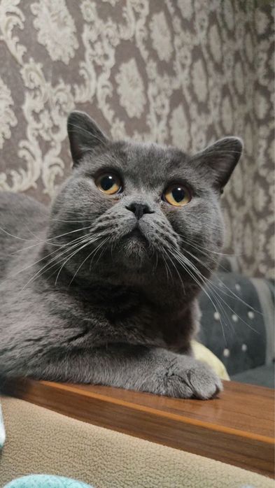 Вязка котов чистокровный британец
