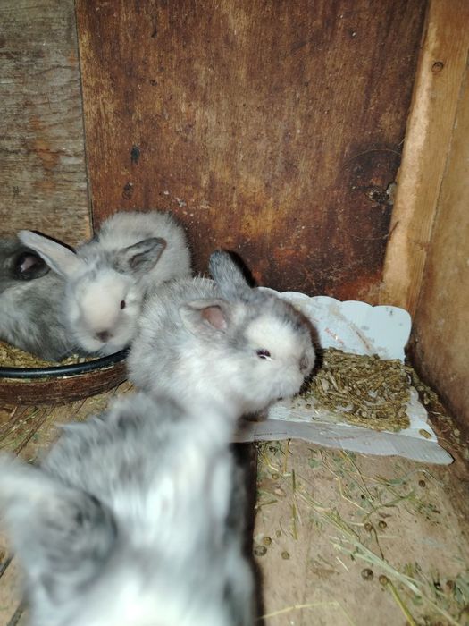 Quyon sotiladi srochna!