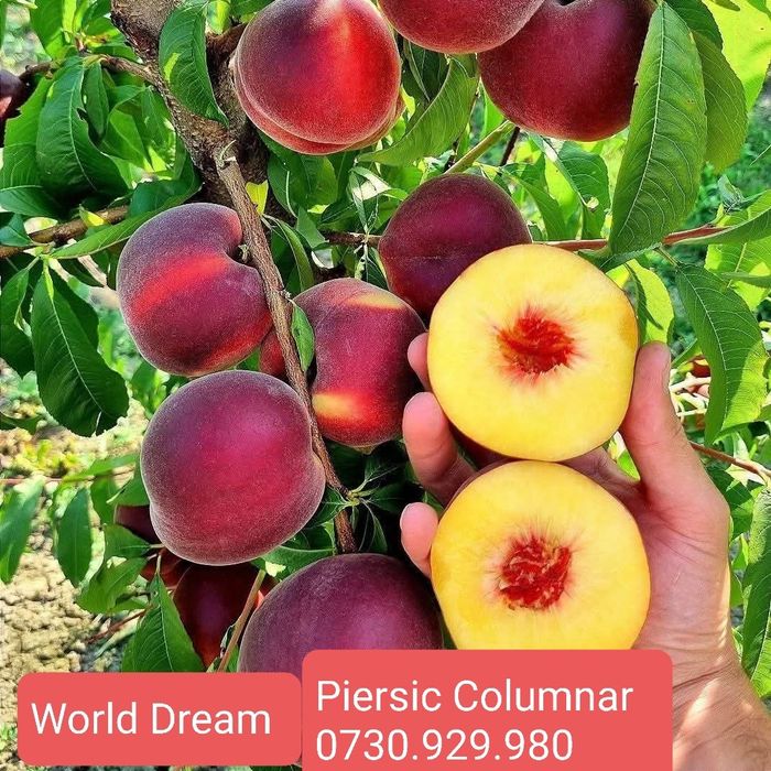 Pomi Fructiferi Columnari anul 3 calitate superioară