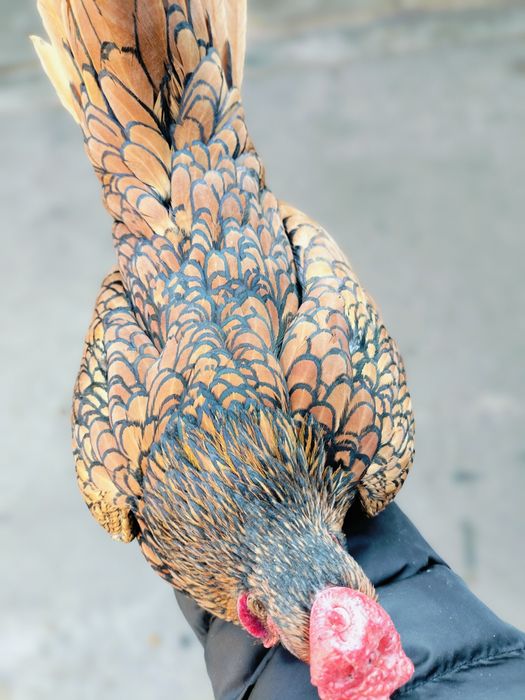 Zaltoy seberak xoʻroz sotiladi