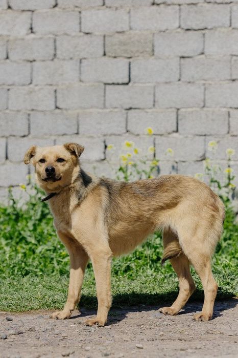 Ветта ищет новый дом!