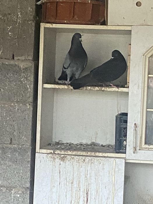 Продается бакинский взрослые