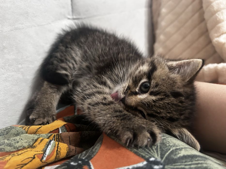 Отдам котенка в добрые руки