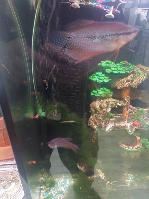 Acvariu cu accesori și pesti