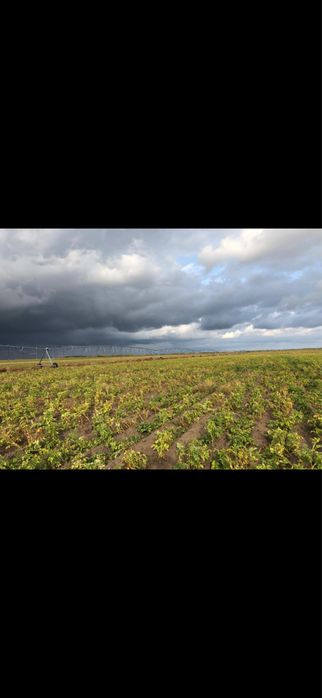 Сдается земля 200 гектар