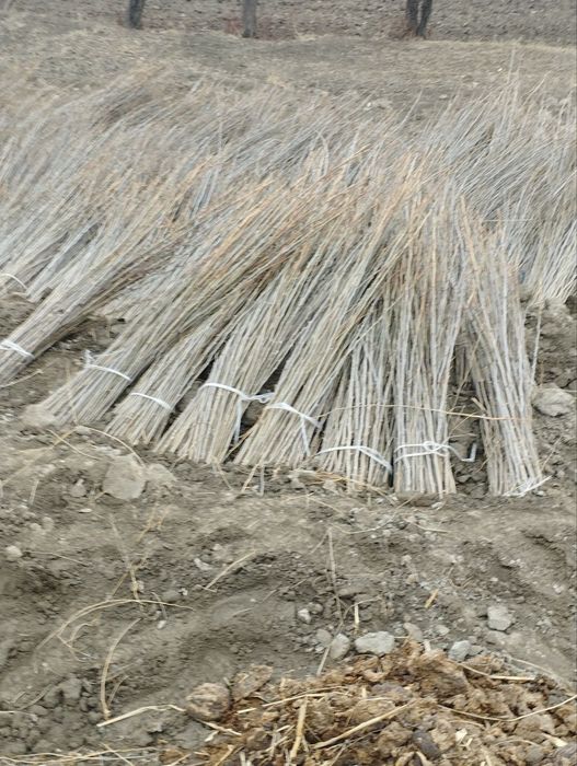 Oliy navli tut uruglar