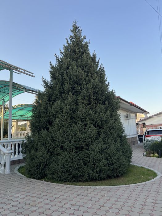 Роскошная Елка