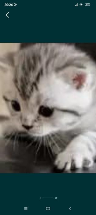 Шотландские котята.1,5 месяцев.Приучены.