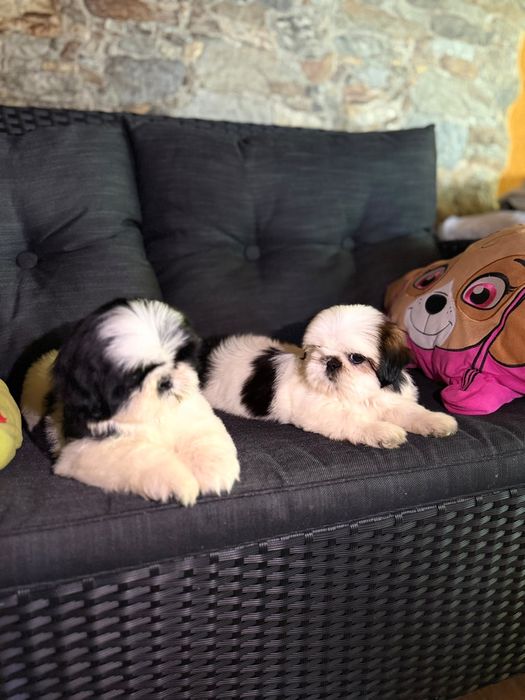 Shih tzu cu pedigree