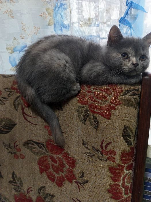 Кошечка и котик 25 тысяч