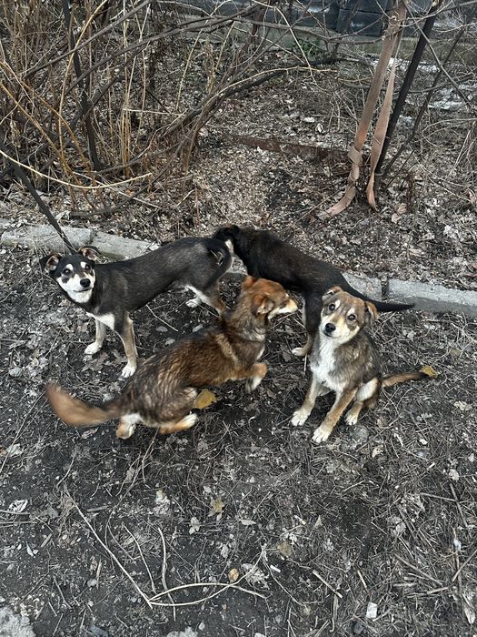 Отдам щенят в ДОБРЫЕ руки!