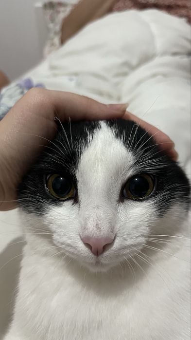 Котёнок мальчик в добрые руки