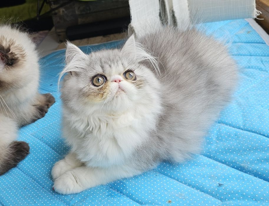 Котенца персийски