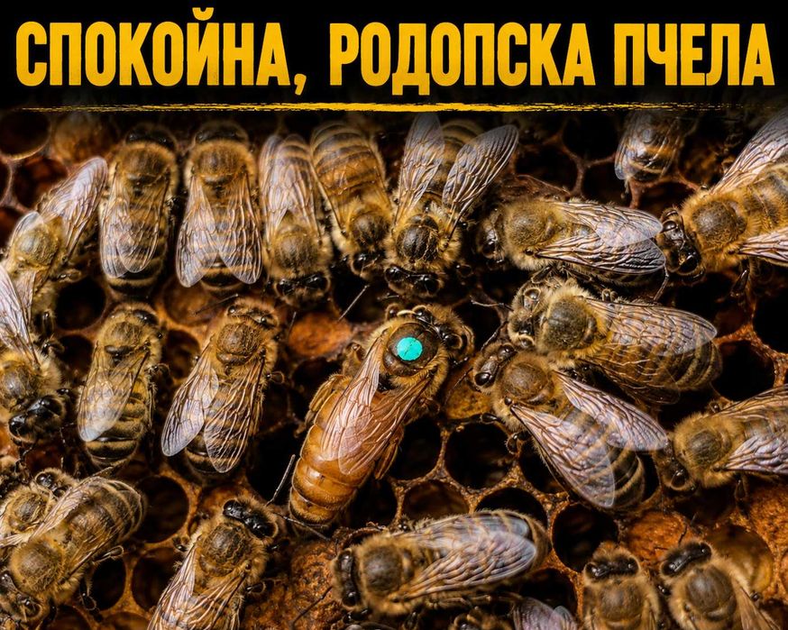 НАЛИЧНИ! Племенни пчелни майки  и отводки - Спокойни и нежилещи пчели
