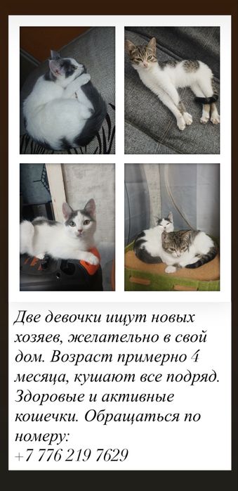Отдам две кошечки