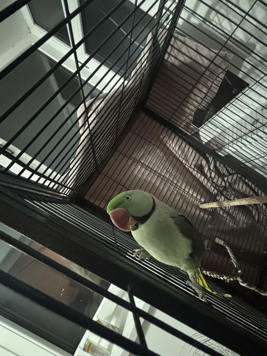 Papagal marele alexandru