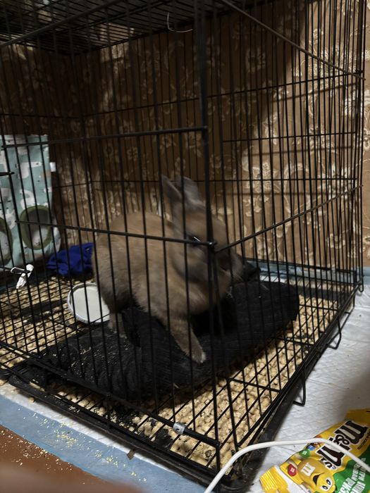 отдам кролика в добрые руки