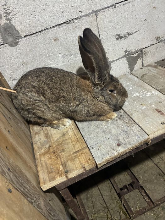 Vand iepuroica urias german