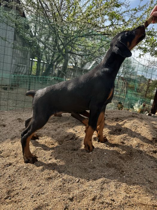 Срочно! Щенки доберма